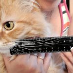 What happens if you cut a cat&#39;s whiskers?