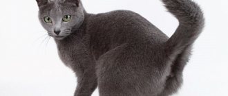 What to do if a cat marks after castration?