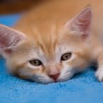 What to do if the kitten does not eat or drink? What is the reason and how to help a kitten if he does not eat or drink 