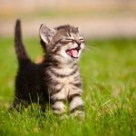 What does a kitten&#39;s meow mean?