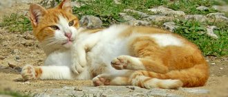 What is a hernia in cats and kittens?