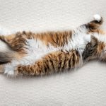 What is ascites in cats