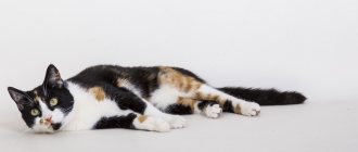 What is epilepsy in cats