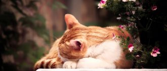 What is snoring in cats?