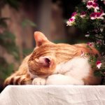 What is snoring in cats?