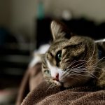 What is infectious anemia in cats?