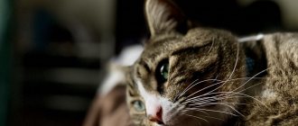 Что такое инфекционная анемия у кошек