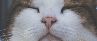 What is pulmonary edema in cats