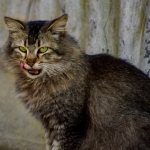 Что такое зубной камень у кошек