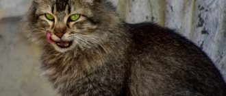 What is tartar in cats?