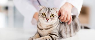 Cystitis in cats: symptoms and treatment