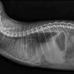 DIAGNOSIS OF METASTATIC PLEURITIS IN BREAST CANCER USING THE EXAMPLE OF A CLINICAL CASE OF THE DISEASE IN A CAT