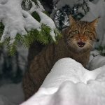 Дикий лесной кот