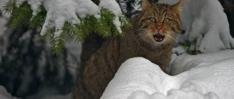 Wild forest cat