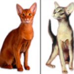 Wild color of the Abyssinian cat