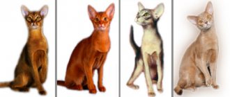 Wild color of the Abyssinian cat