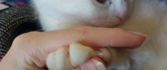 Why do you need to do a cat manicure?