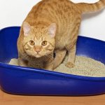 For many cat owners, the animal’s refusal to use the litter box becomes a significant incentive to achieve their goal.