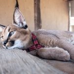 Домашняя кошка каракал