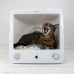 DIY cat house: 11 simple ideas (photos)