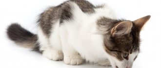 Джимпет витамины для кошек - инструкция по применению