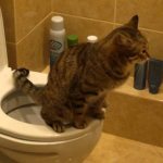 If a cat goes to the toilet, it is convenient, economical and hygienic.