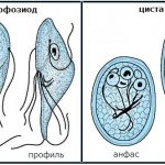 Giardia form