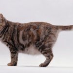 photo from website: cats.about.com