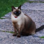 Photo of a Siamese fold cat