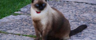 Photo of a Siamese fold cat