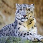 photo of a snow leopard