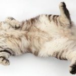 Where is a cat&#39;s belly button?