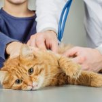 Helminthiasis (infection with worms) in a cat