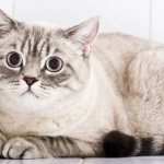 hyperesthesia in cats