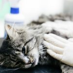 Hyperparathyroidism in cats