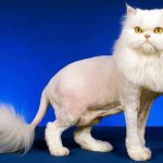 Grooming cats like a lion