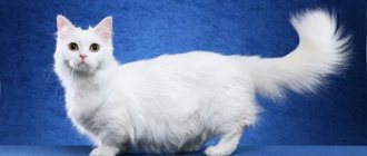 Skinny white cat Napoleon