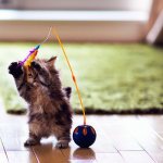 Kitten toy