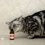 Interestingly, small kittens and about 5% of adult cats are not attracted to valerian at all.