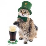 Irish cat: description of the breed, history, and features