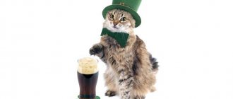 Ирландская кошка: описание породы, история, и особенности