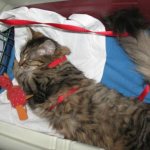 Use of sleeping pills when transporting cats