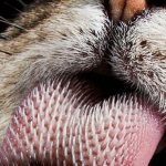 Due to the special structure of the tongue, the cat is forced to swallow an unwanted object that gets into its mouth