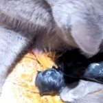 How often do cats give birth?