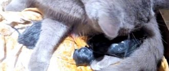 How often do cats give birth?