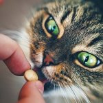 Как дать кошке лекарство от глистов