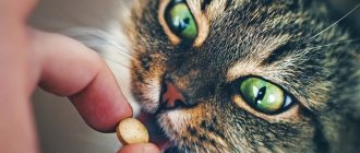 Как дать кошке лекарство от глистов