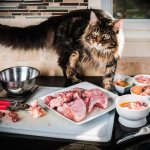 Как кормить кошку правильно натуральной едой