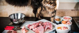 How to feed your cat properly with natural food