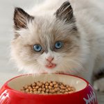 Как кормить котенка сухим кормом